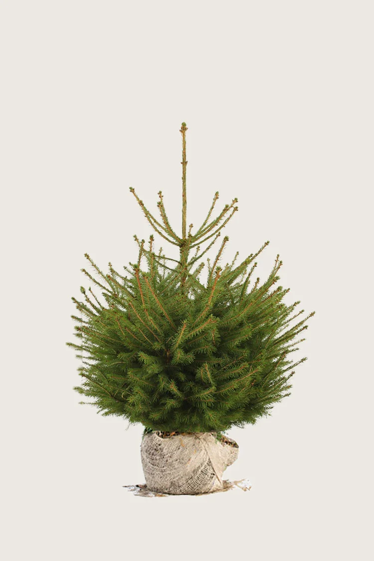 plantinavia20261015103518306844