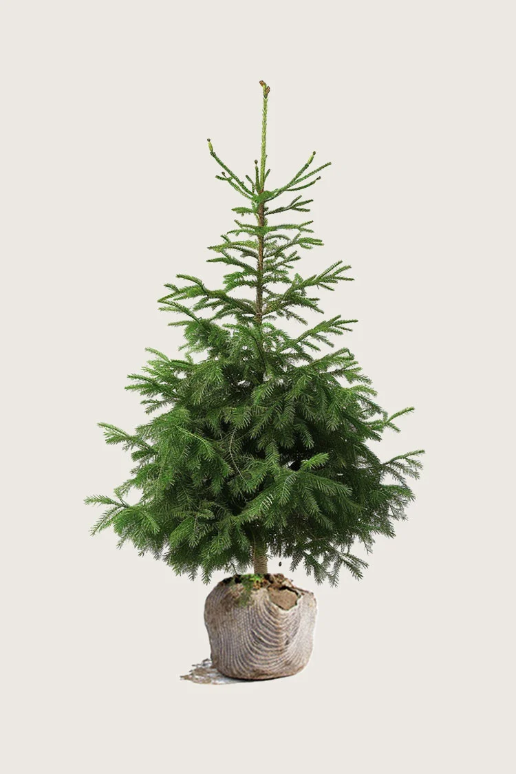 plantinavia20261015103520306860