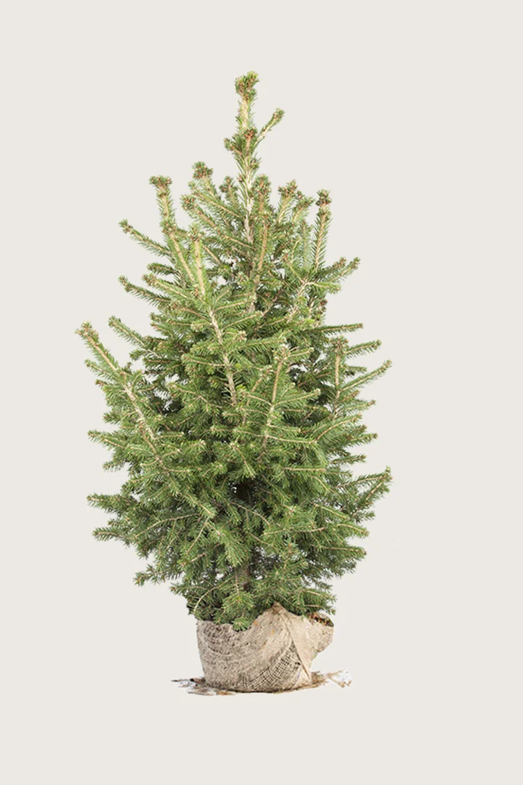 plantinavia20261015103521306862