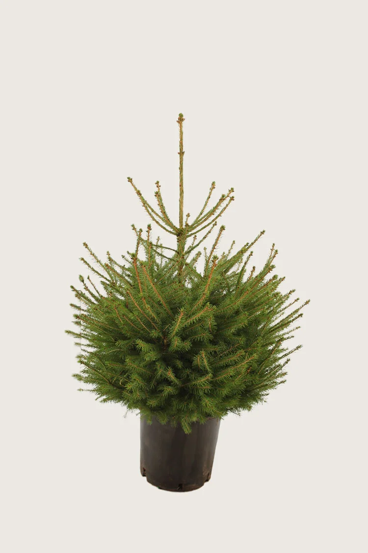 plantinavia20261015103523306886