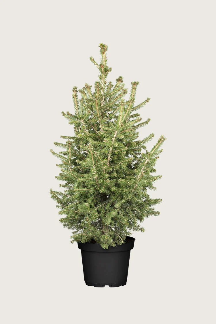 plantinavia20261015103526306902