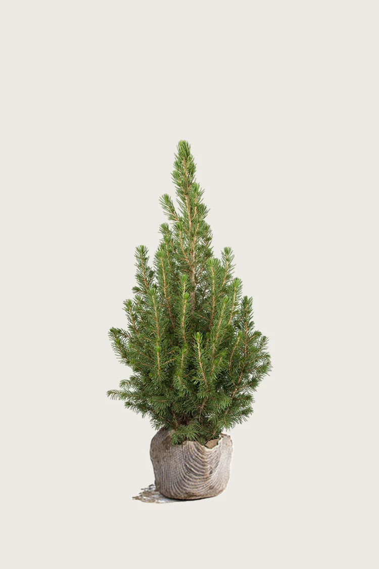 plantinavia20261015103526306911
