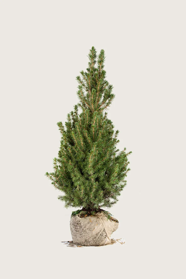 plantinavia20261015103528306926