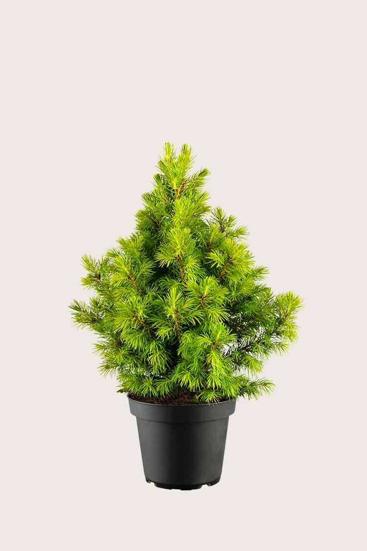 plantinavia20261015103529306937