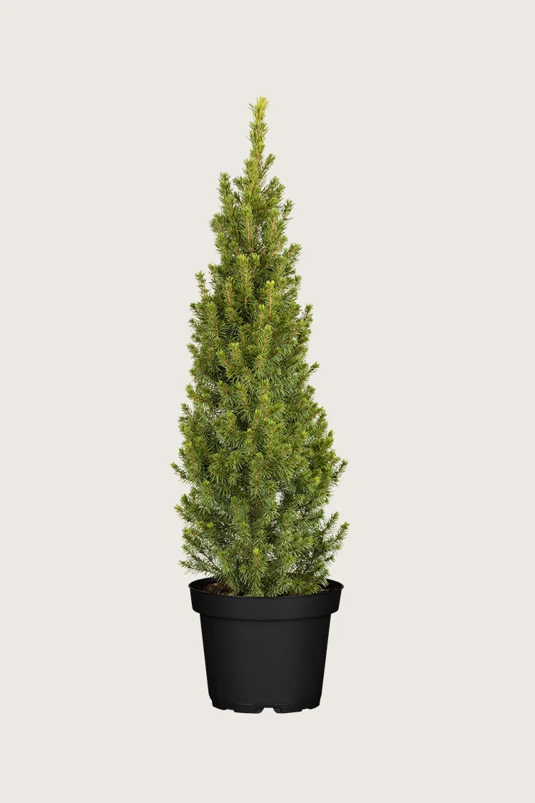 plantinavia20261015103530306940