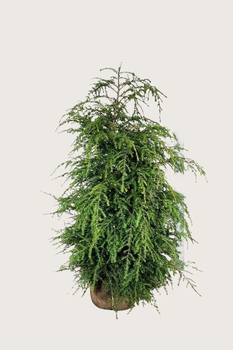 plantinavia20261015103531306947