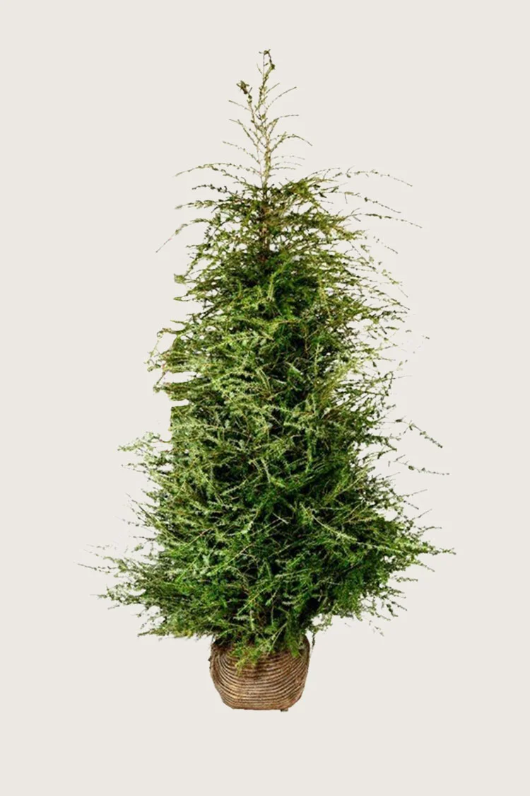 plantinavia20261015103535306982