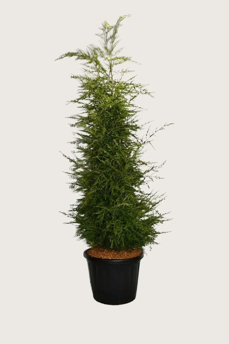 plantinavia20261015103538307005