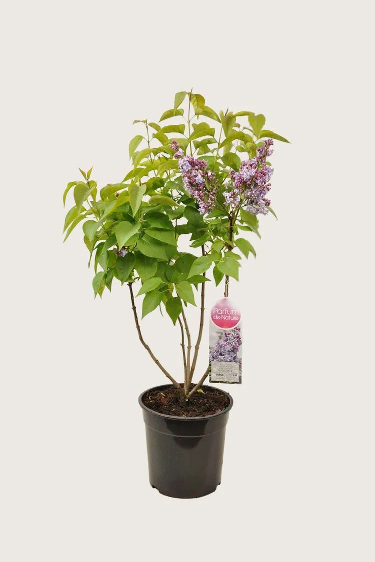 plantinavia20261015103542307034