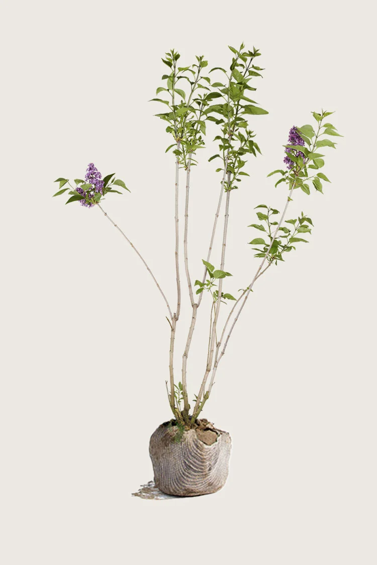 plantinavia20261015103543307042