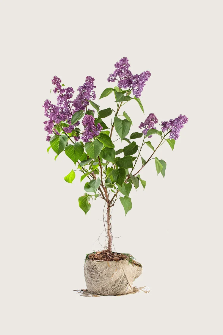 plantinavia20261015103552307124