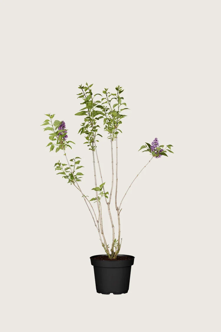 plantinavia20261015103554307137