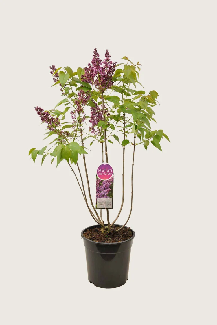 plantinavia20261015103555307148