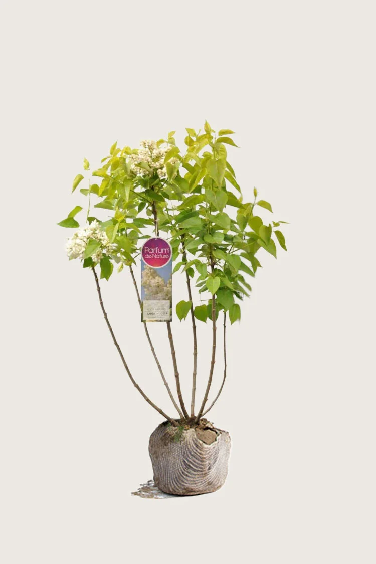plantinavia20261015103558307180