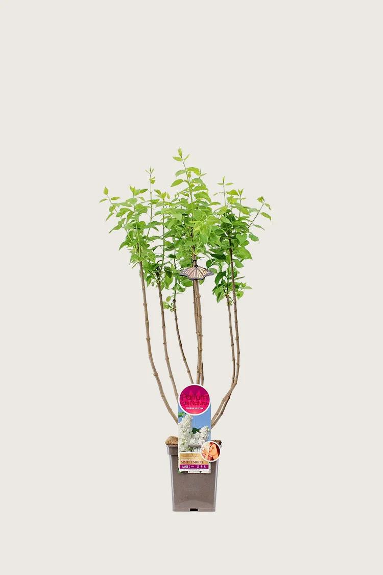 plantinavia20261015103602307209
