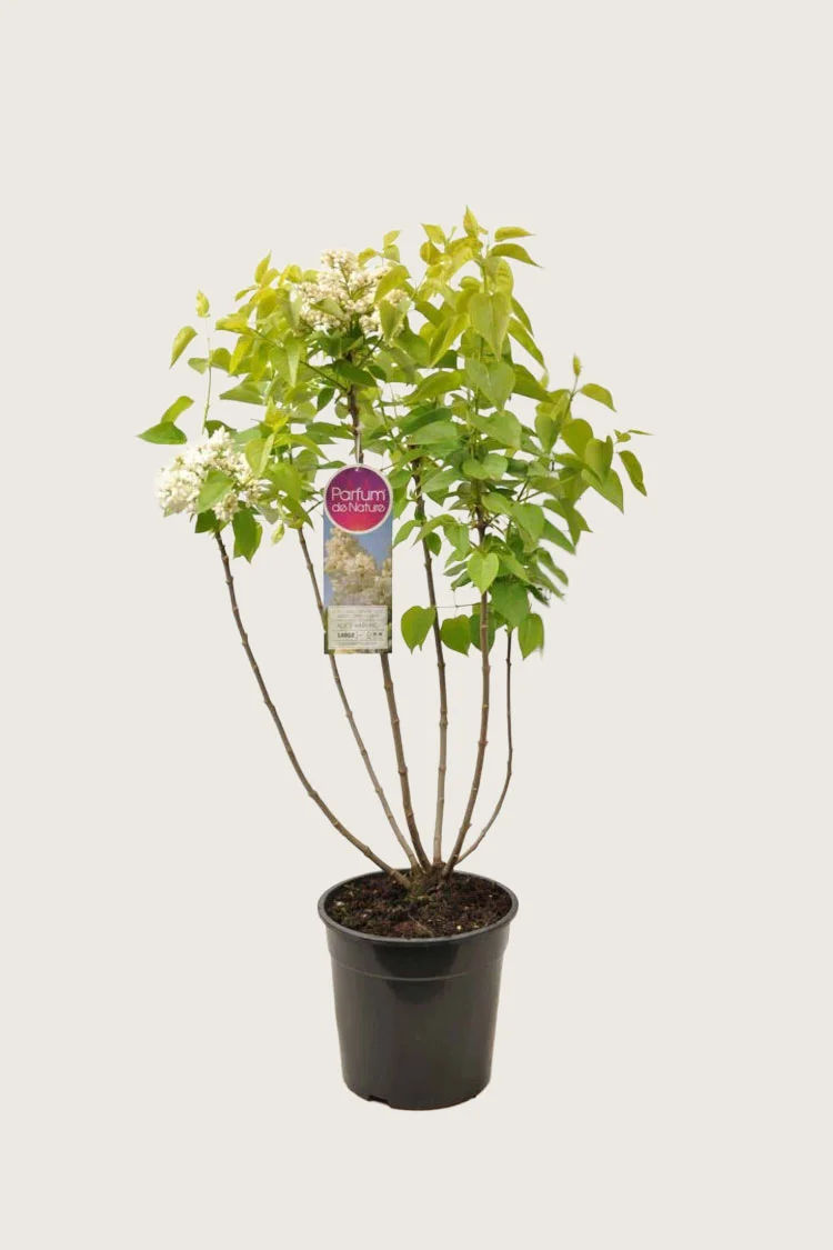 plantinavia20261015103603307221