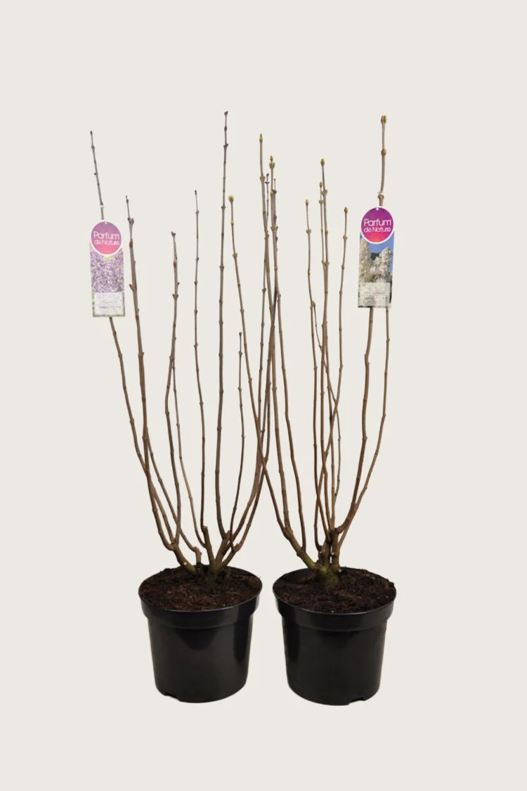 plantinavia20261015103605307241