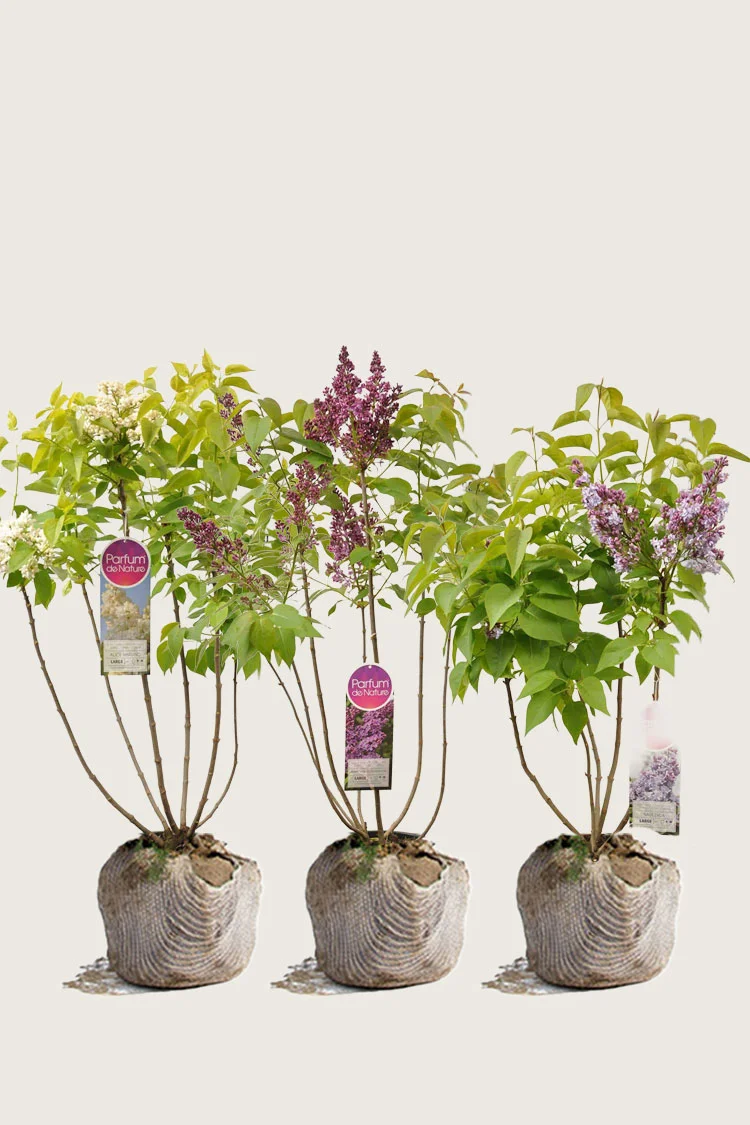 plantinavia20261015103606307253