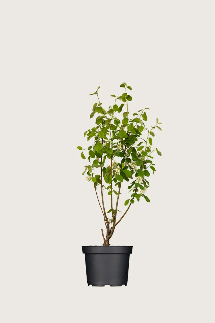 plantinavia20261015103612307305