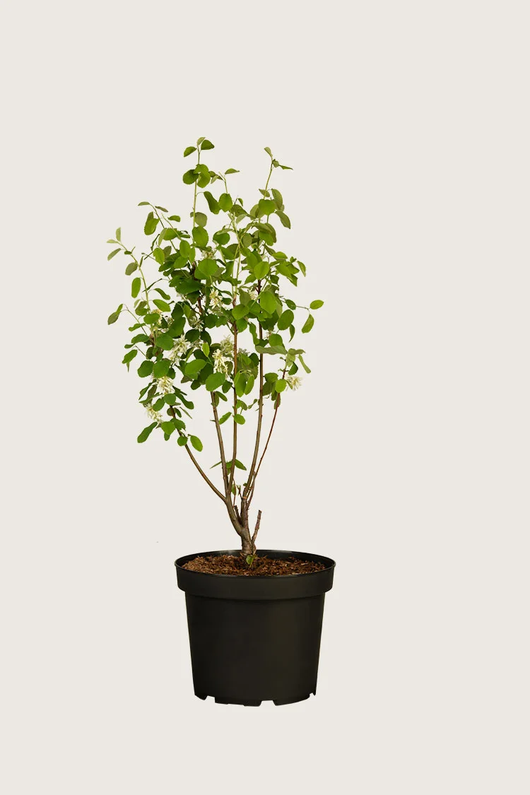 plantinavia20261015103613307312