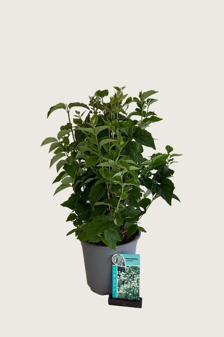 plantinavia20261015103614307317