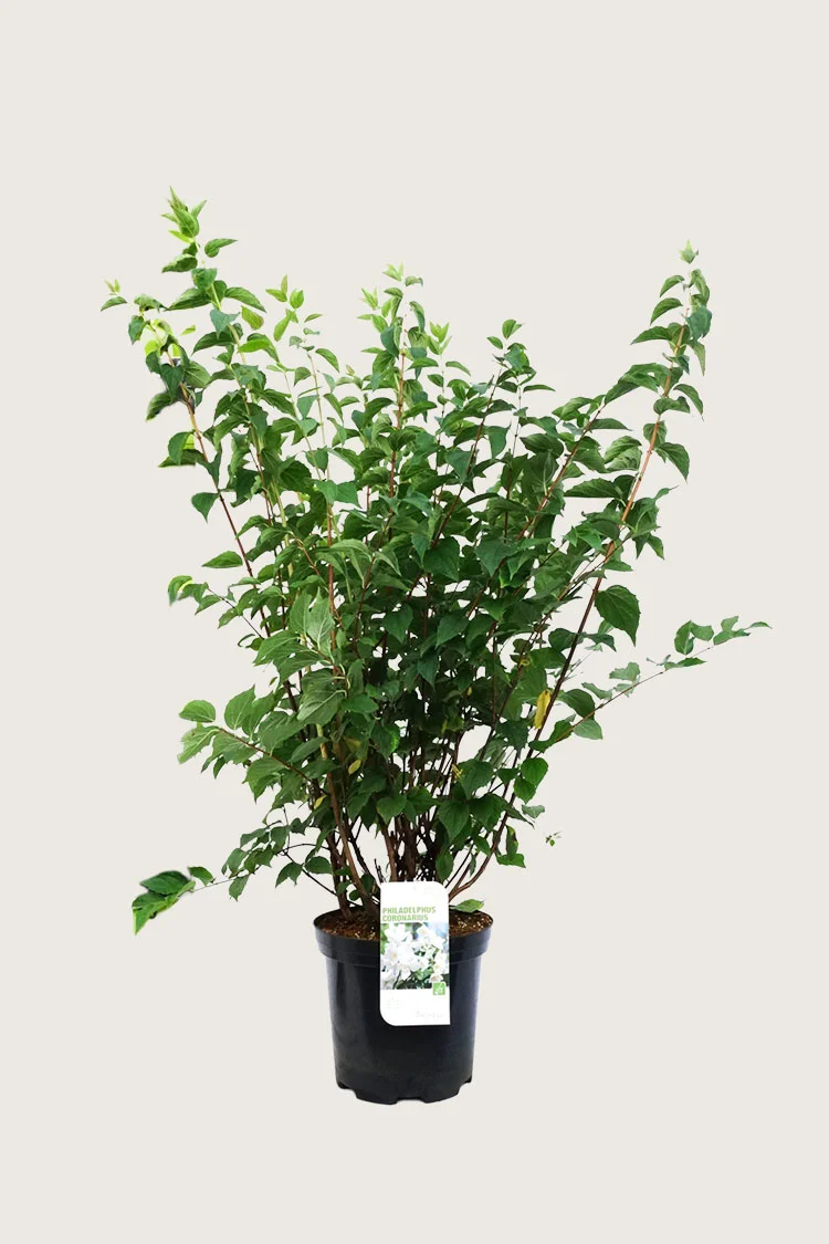 plantinavia20261015103616307338