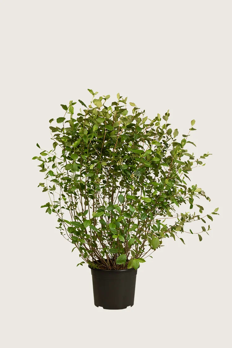 plantinavia20261015103616307341