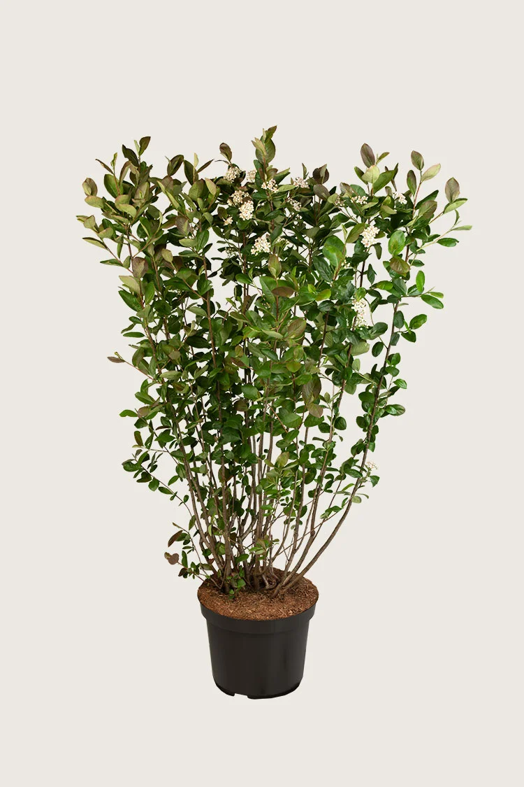 plantinavia20261015103618307358