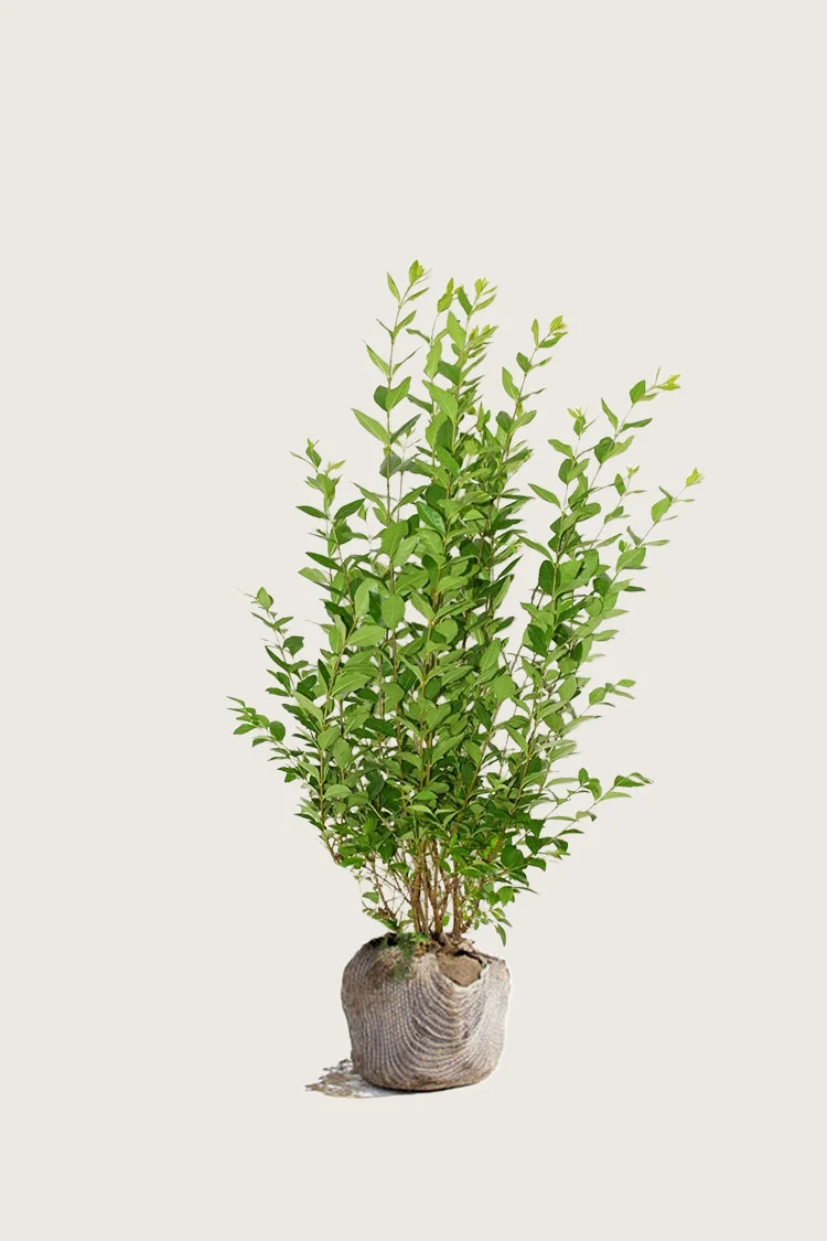 plantinavia20261015103620307370