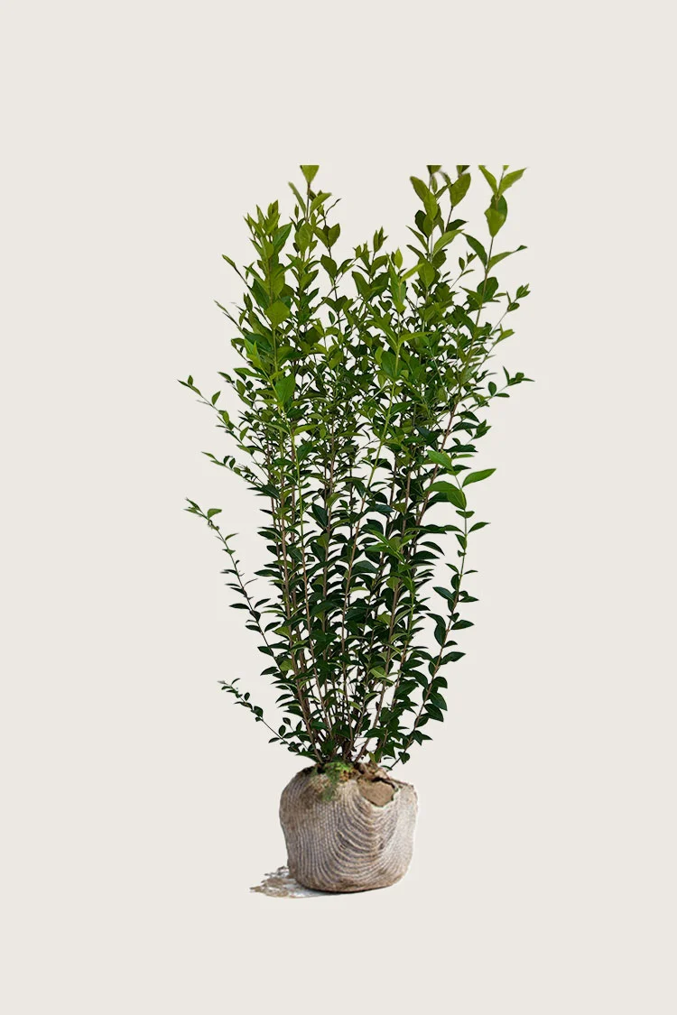 plantinavia20261015103622307395