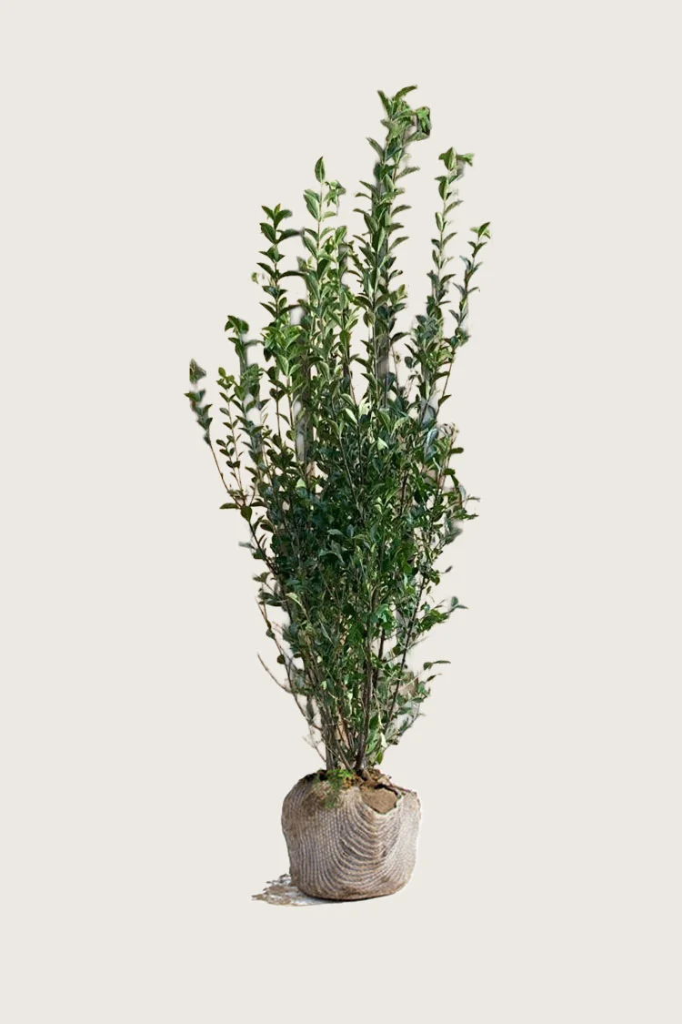 plantinavia20261015103624307412
