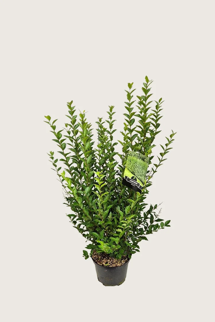 plantinavia20261015103626307424
