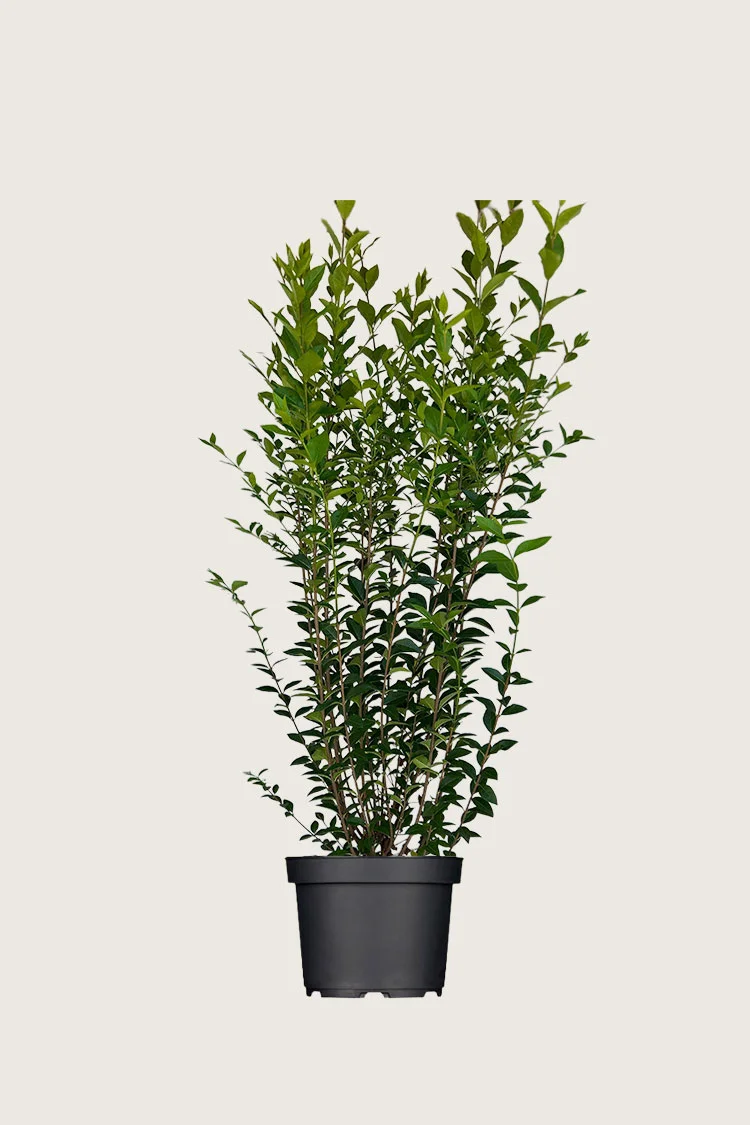 plantinavia20261015103626307429