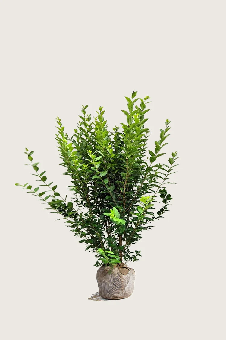 plantinavia20261015103628307448
