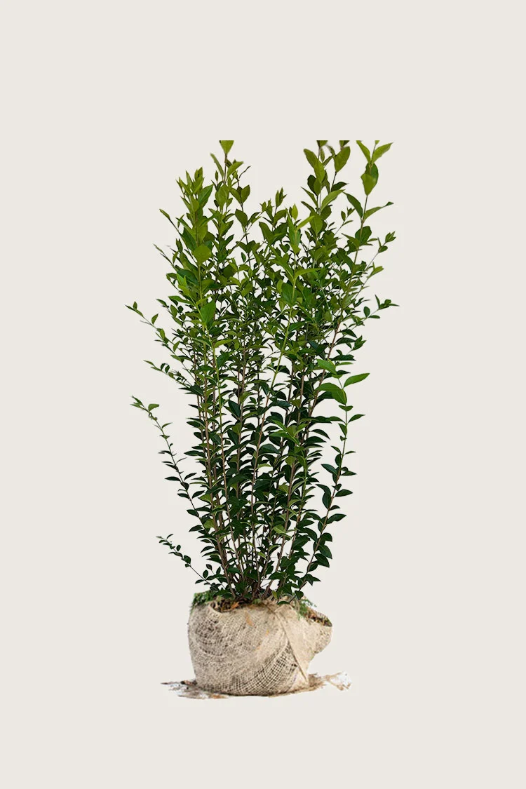 plantinavia20261015103630307466