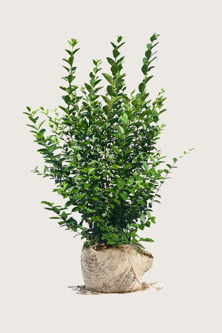 plantinavia20261015103631307478
