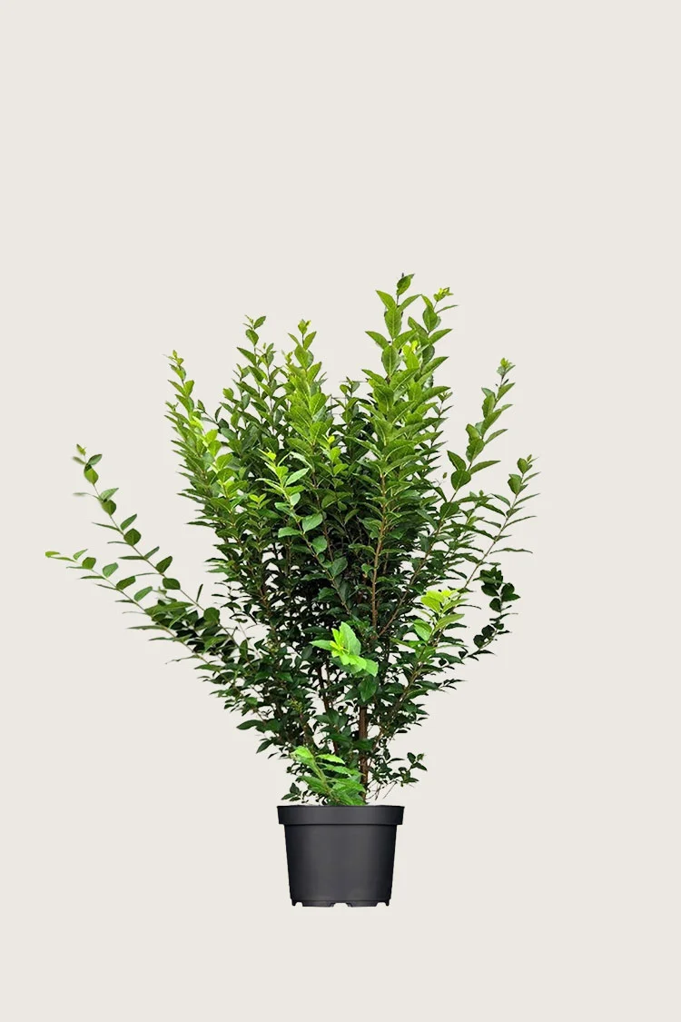 plantinavia20261015103632307487