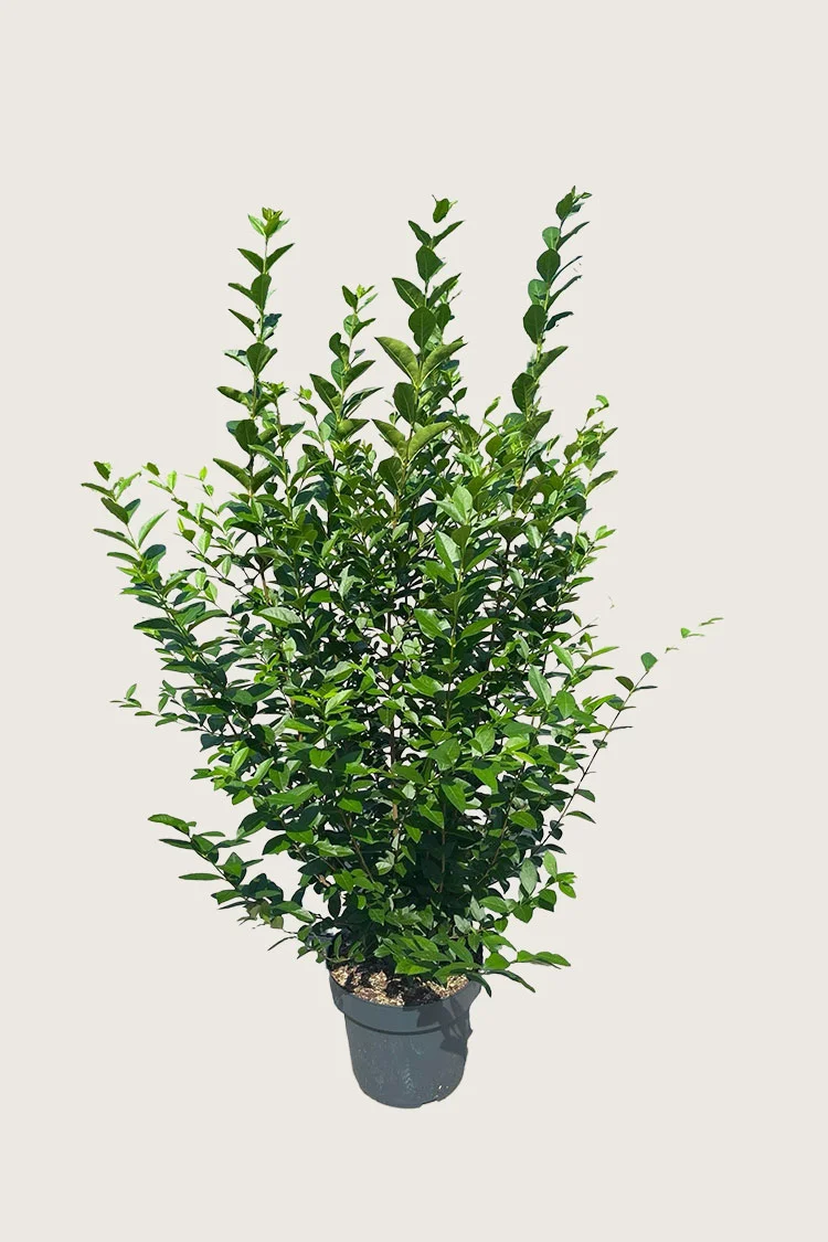 plantinavia20261015103634307509