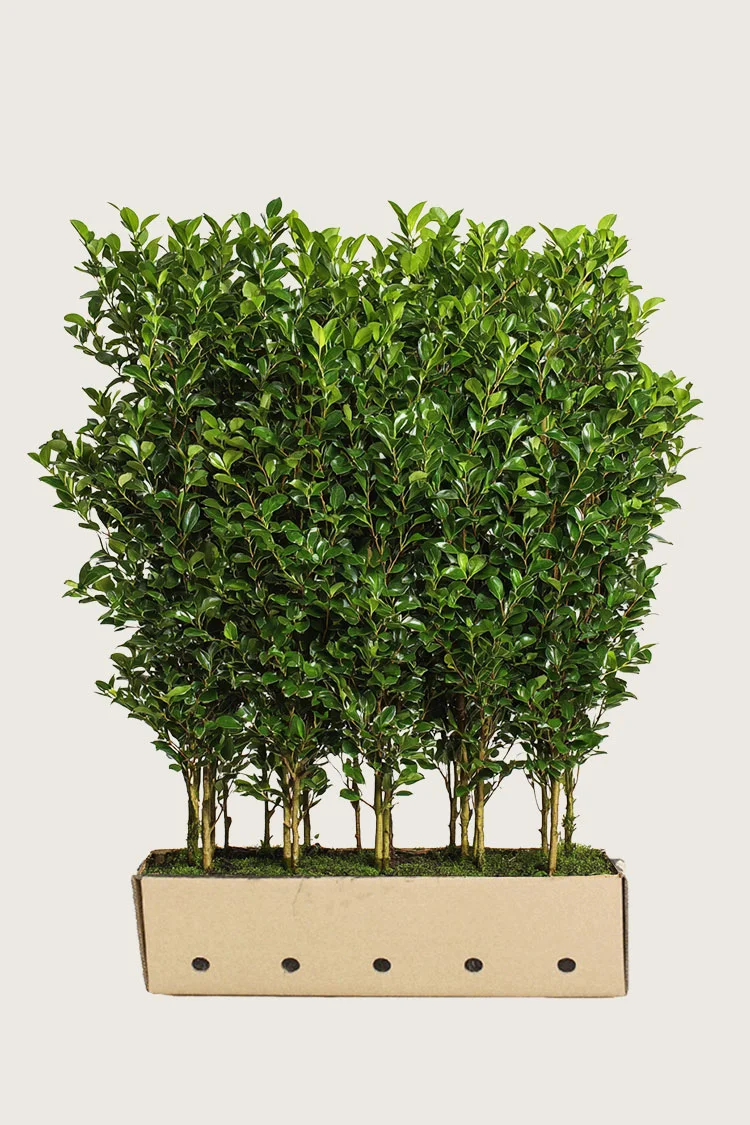 plantinavia20261015103636307530