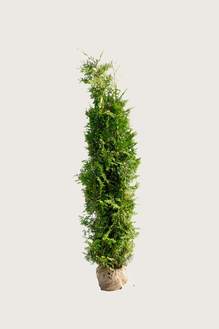 plantinavia20261015103656307708