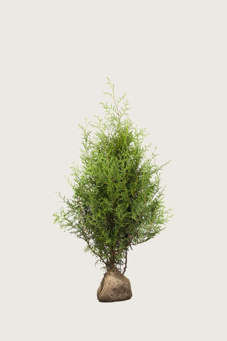 plantinavia20261015103658307731