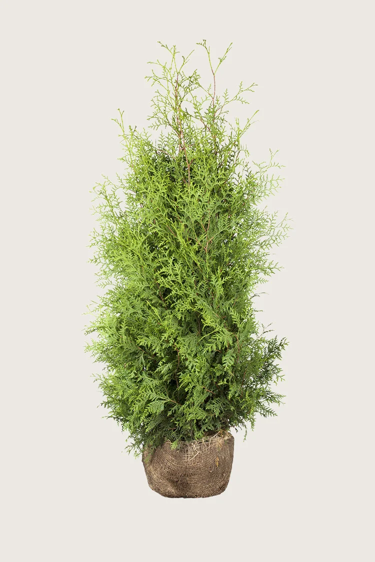 plantinavia20261015103658307737