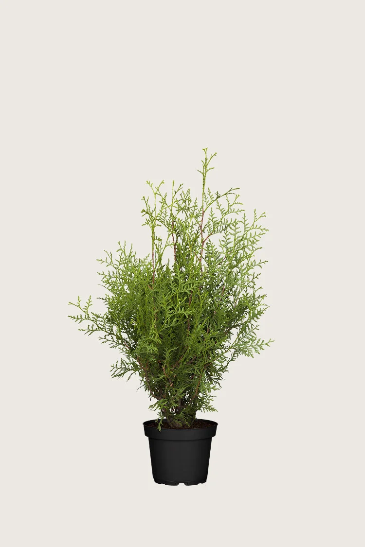 plantinavia20261015103701307758