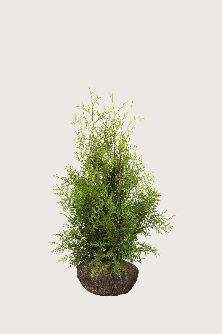 plantinavia20261015103706307795