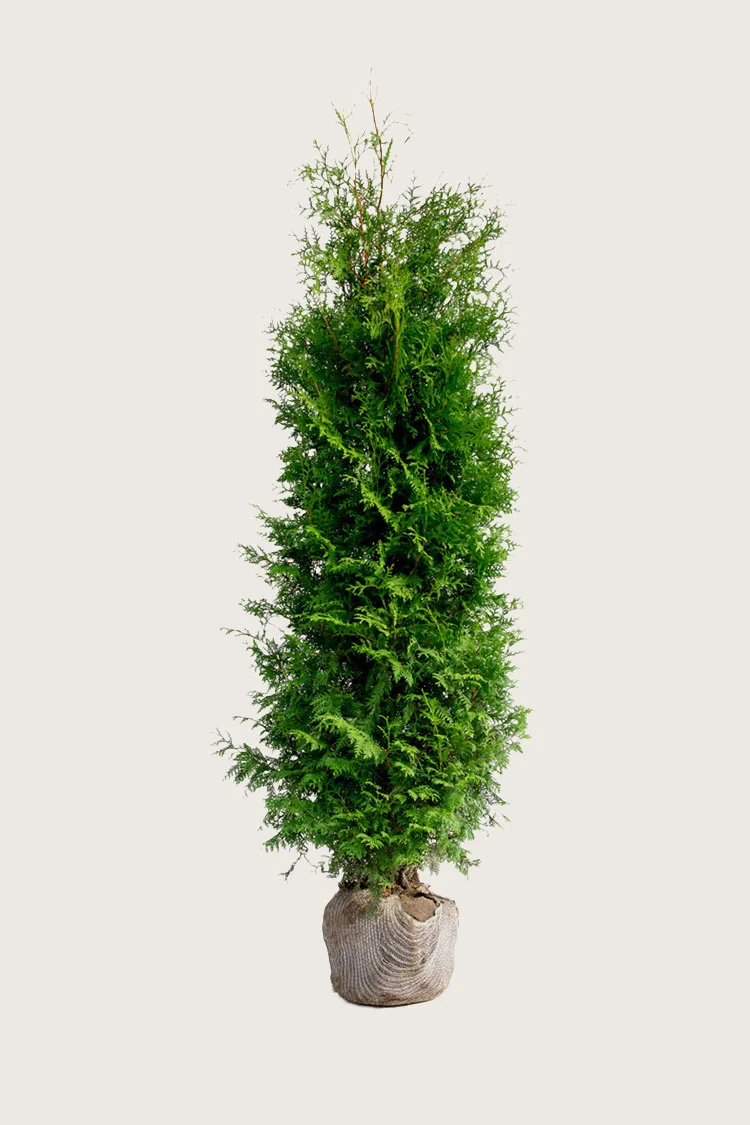 plantinavia20261015103707307804