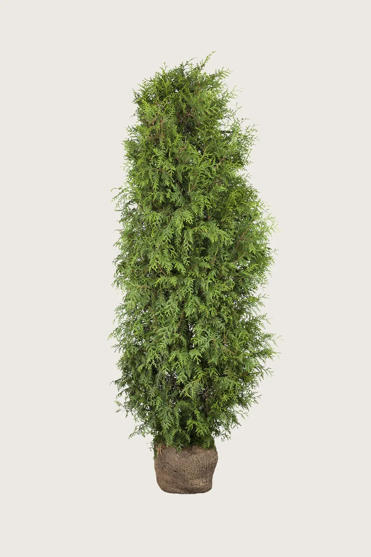 plantinavia20261015103710307834