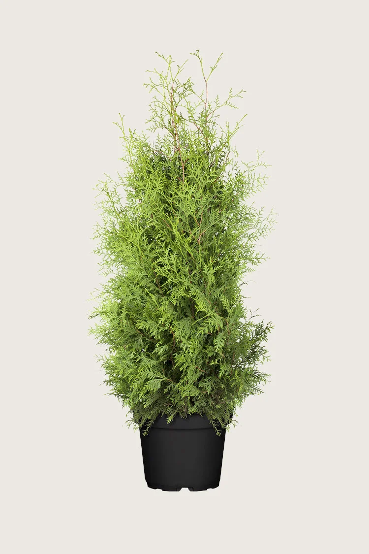 plantinavia20261015103714307874