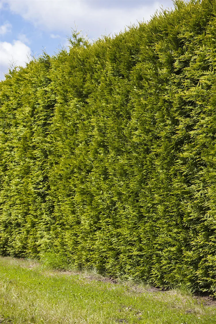 plantinavia20261015103717307897