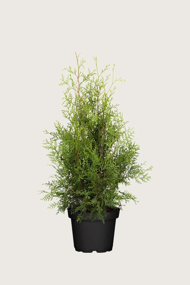 plantinavia20261015103719307917