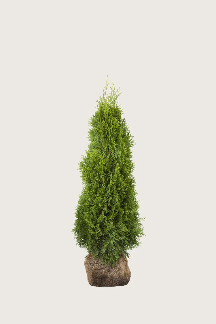 plantinavia20261015103725307973
